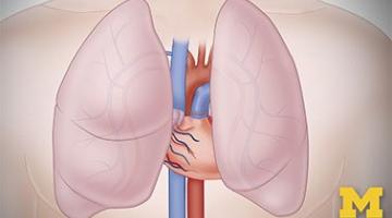 Anatomy: Cardiovascular, Urinary, and Respiratory Systems