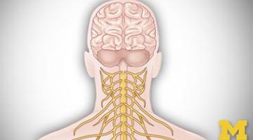 Anatomy: Human Neuroanatomy