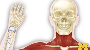 Anatomy: Musculoskeletal and Integumentary Systems