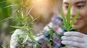 Cannabis Cultivation and Processing
