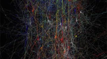 Synapses, Neurons and Brains 