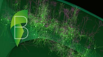 The Multi-scale brain