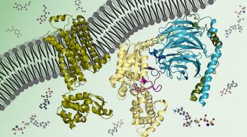 Biochemistry: Biomolecules, Methods, and Mechanisms
