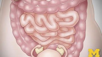 Anatomy: Gastrointestinal, Reproductive and Endocrine Systems