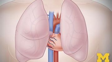 Anatomy: Cardiovascular, Urinary, and Respiratory Systems