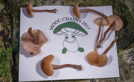 Mooc Champignons My Mooc